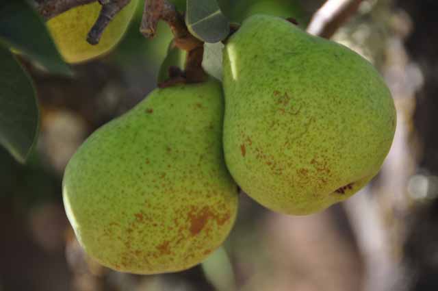 Napa Valley pears